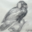 Gaston SUISSE (1896-1988) - Aigle bateleur de profil